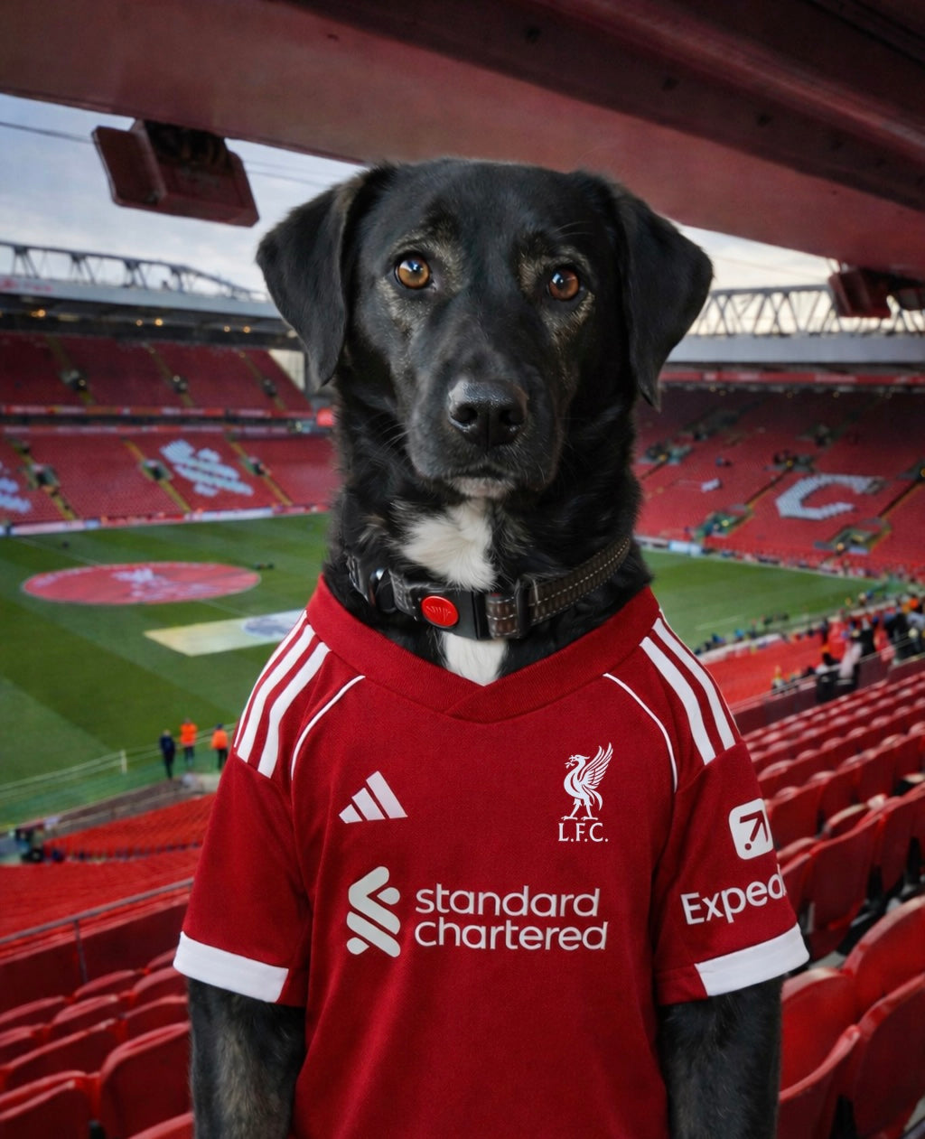 Footy Fan in Stadium Portrait